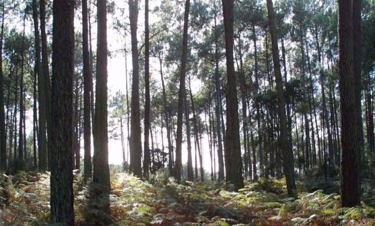 Comment est préservée la forêt lors de la récolte du bois?